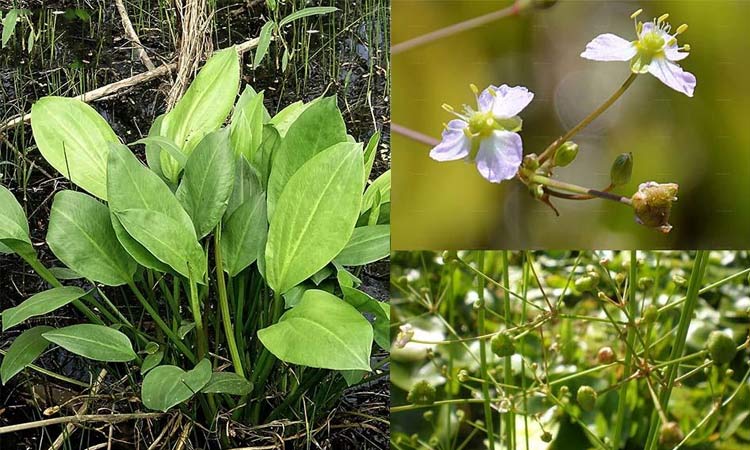 TRẠCH TẢ -Alisma plantago aquatica