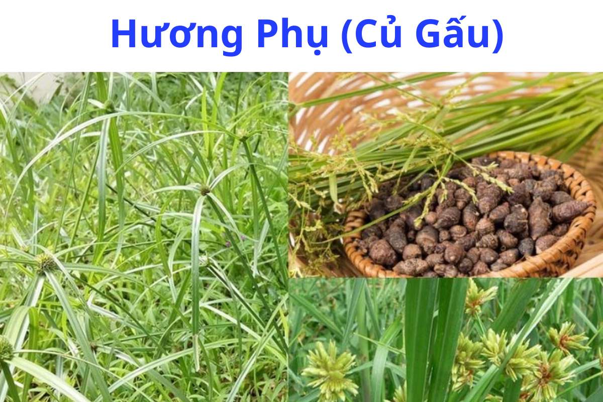 Hương Phụ (Củ Gấu) Cyperus rotundus có tác dụng gì, bộ phận dùng?