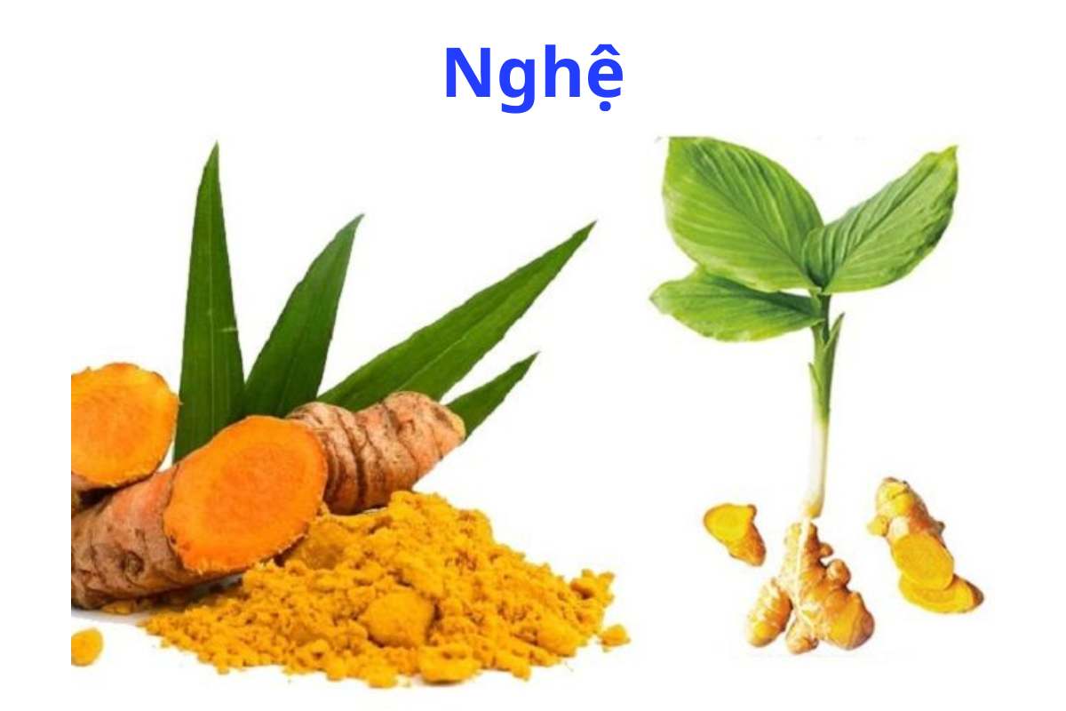 UẤT KIM – Curcuma longa