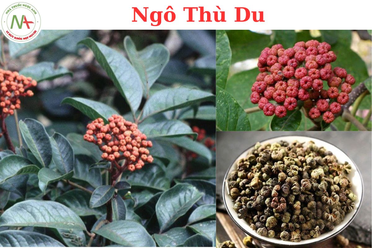 NGÔ THÙ DU – Evodia rutaecarpa