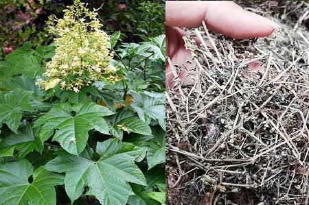 BẠCH ĐỒNG NỮ – Clerodendron paniculatum