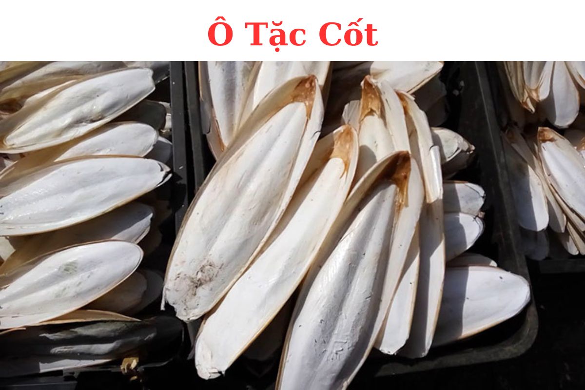 HẢI PHIÊU TIÊU – Os Sipiae