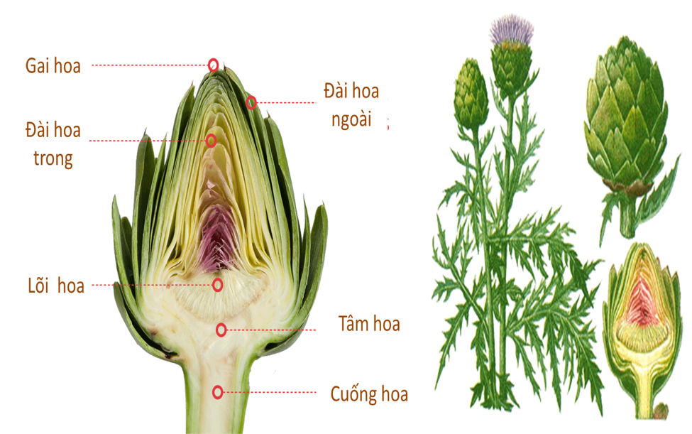 ÁC TI SÔ – Cynara Scolymus