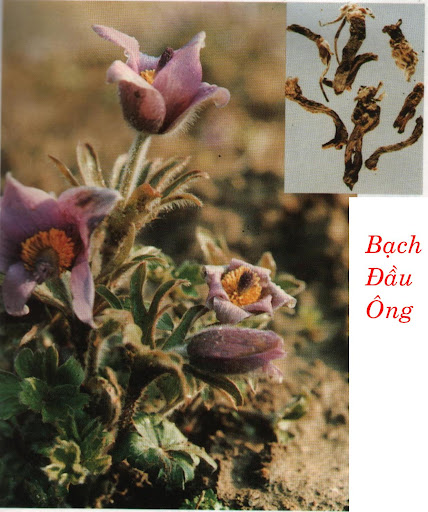 BẠCH ĐẦU ÔNG – Pulsatilla chinensis