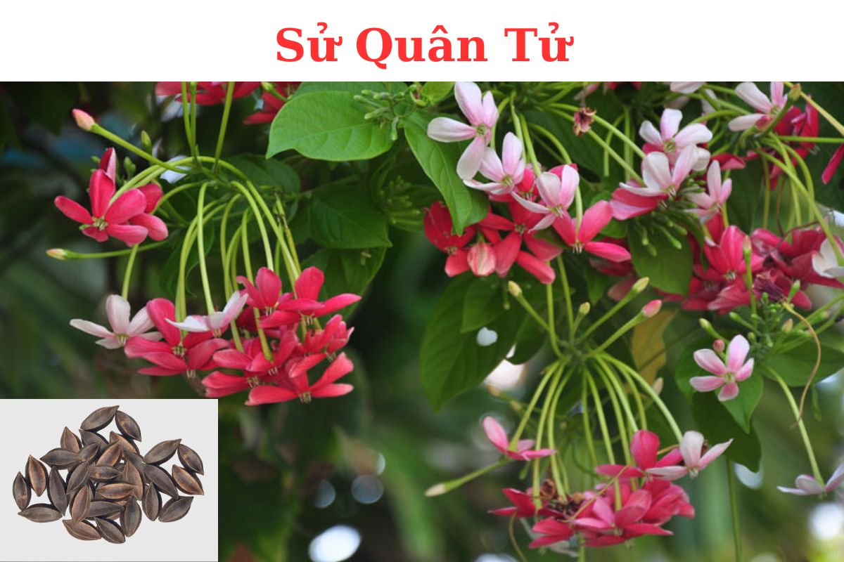 SỬ QUÂN TỬ – Fructus Quisqualis Indica