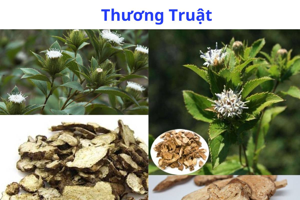 THƯƠNG TRUẬT – Atractylodes lancea