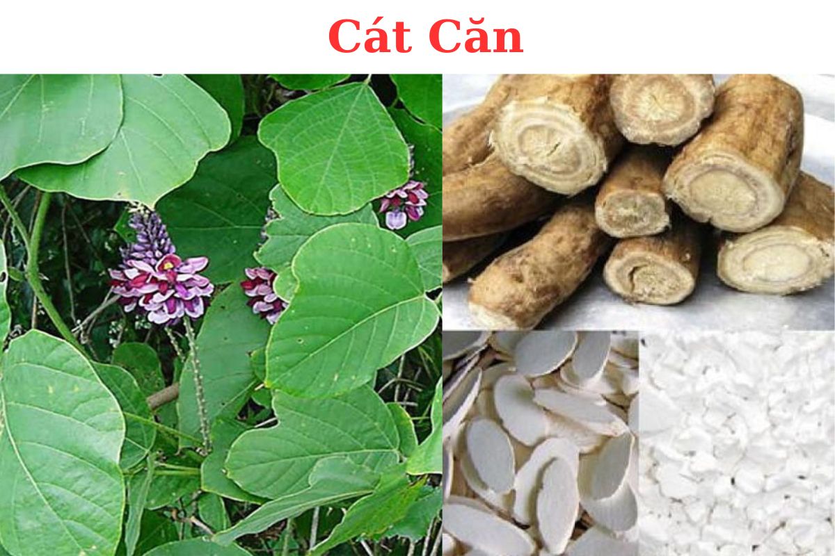 Cát Căn (Củ sắn dây) Pueraria thomsonii có công dụng gì, cách dùng như thế nào?