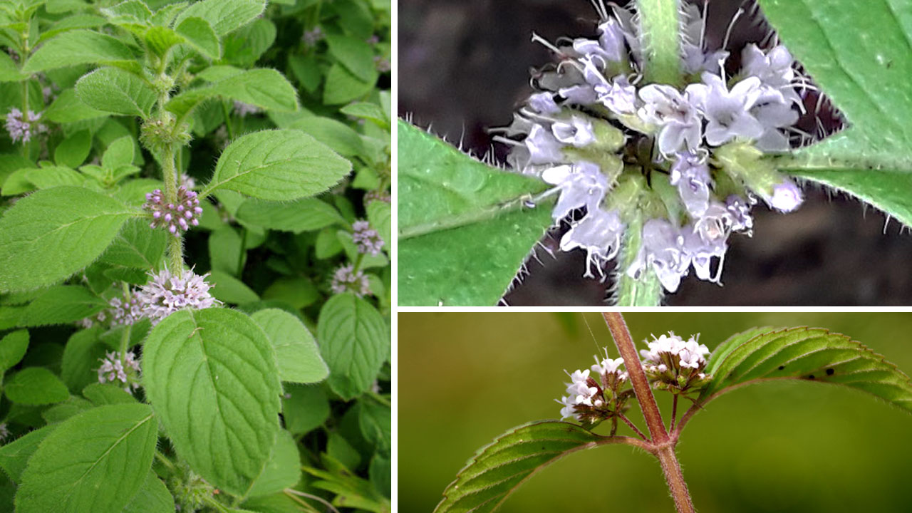 BẠC HÀ – Mentha Arvensis Lin