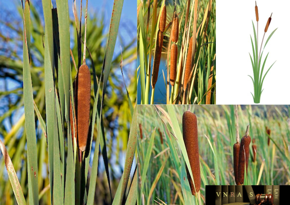 BỒ HOÀNG – Typha Angustata Bory Et Chaub