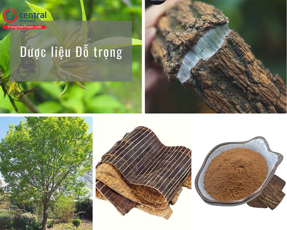 Cây Đỗ Trọng (Eucommia ulmoides Oliv.) - Vị thuốc bổ thận, mạnh gân xương