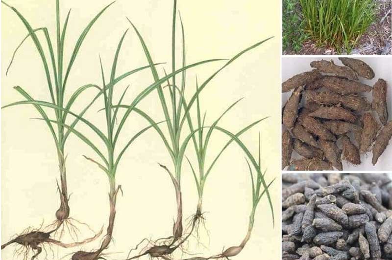 HƯƠNG PHỤ TỬ – Cyperus rtundus Linn