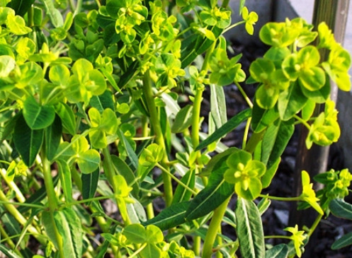 ĐẠI KÍCH – EUPHORBIA PEKINENSIS RUPR.