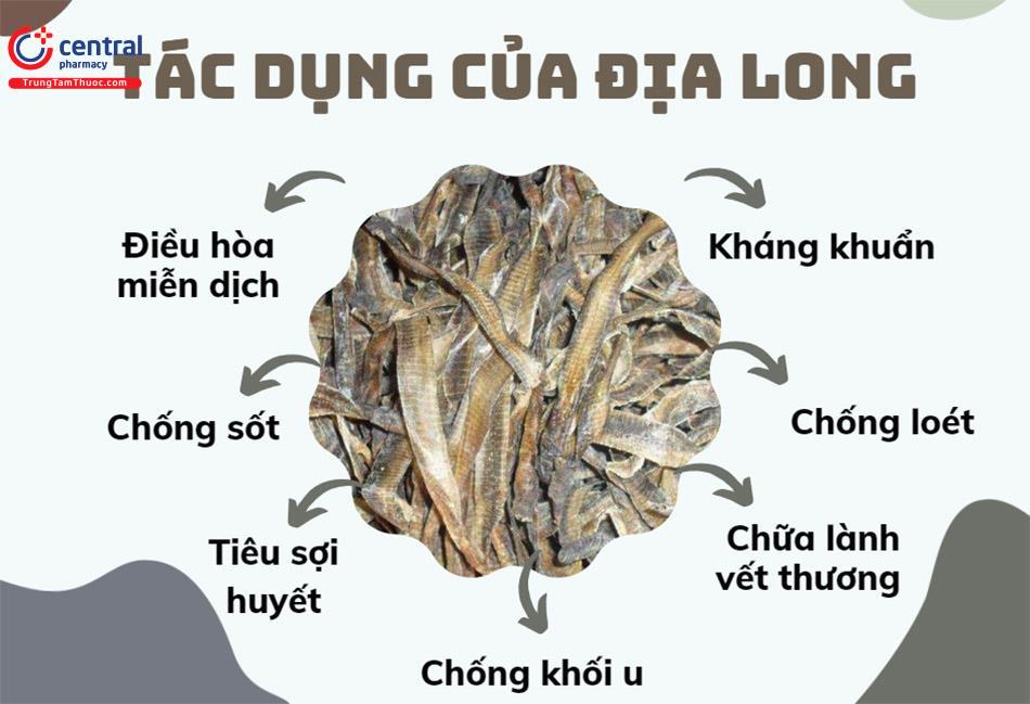 Địa long (Giun Đất - Lumbricus) - Vị thuốc trị sốt cao, tăng huyết áp, khò khè