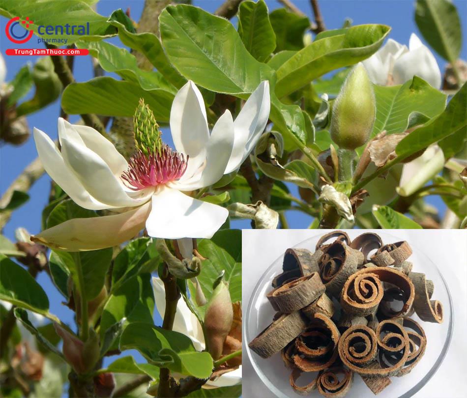 HẬU PHÁC – Magnolia offinalis Rehd