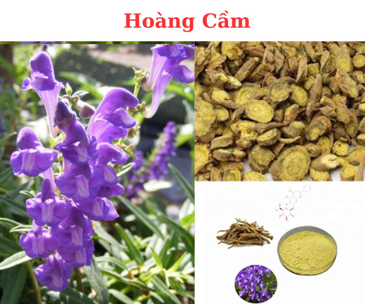 HOÀNG CẦM – Scutellaria baicalensis Georgi