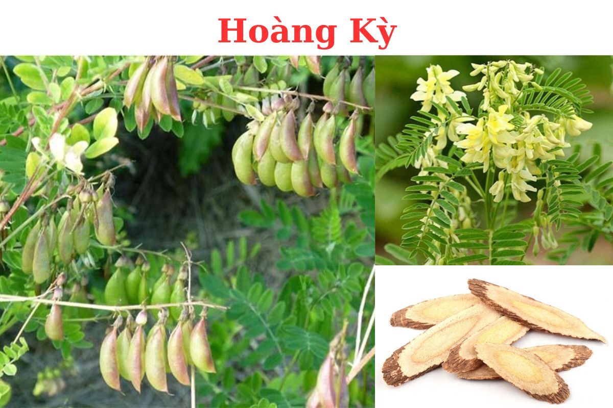 HOÀNG KỲ – Astragalus membranaceus