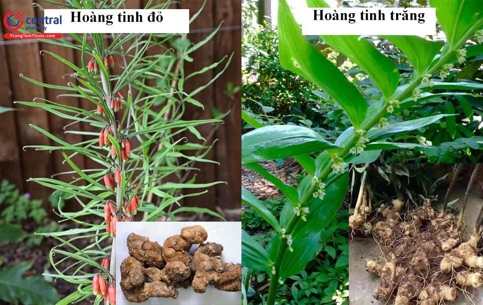 HOÀNG TINH – POLYGONATUM KINGIANUM