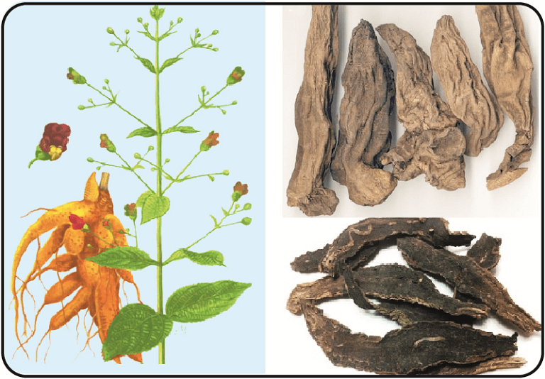 HUYỀN SÂM – Scrophularia kakudensis Franch