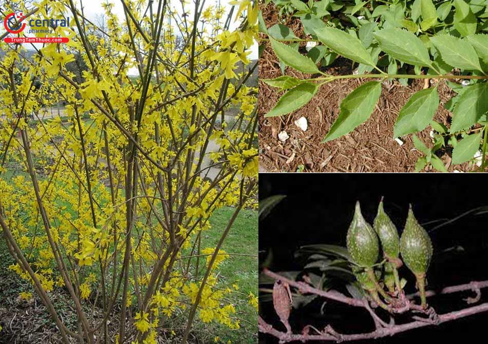 Cây Liên kiều (Forsythia suspensa (Thunb.)) - Thanh nhiệt giải độc, trừ cảm sốt