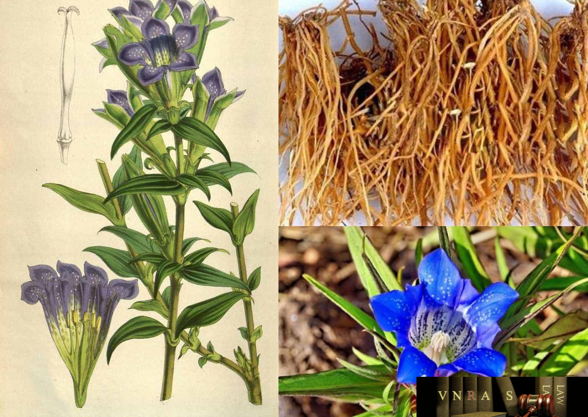 LONG ĐỞM THẢO – Gentiana scabra Bunge