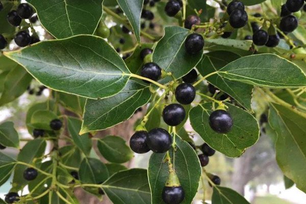 LONG NÃO – Cinnamomum camphora