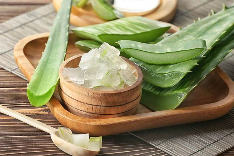 LÔ HỘI – Aloe vera