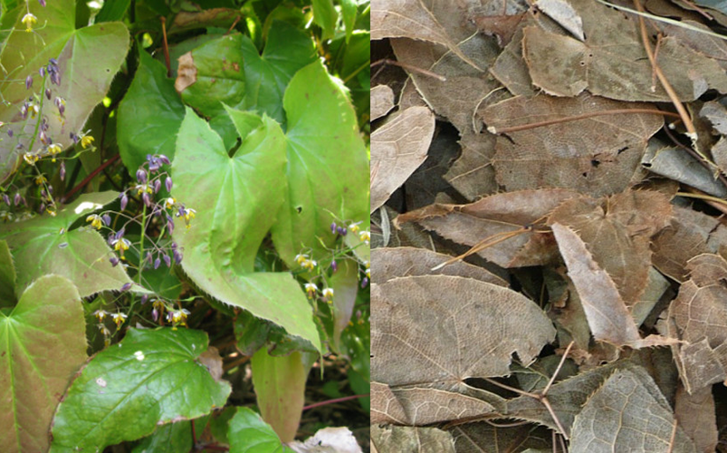 DÂM DƯƠNG HOẮC – Epimedium macranthun