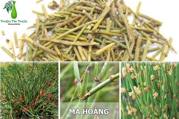 MA HOÀNG – Ephedra sinica Stapf