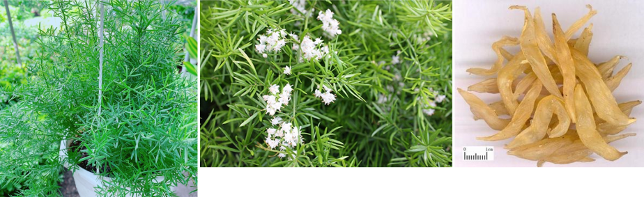 THIÊN MÔN – Asparagus cocjinchinensis