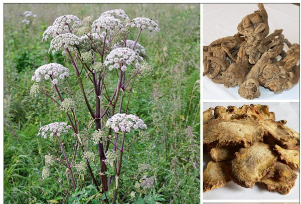 ĐỘC HOẠT – Angelica laxiflora Diels