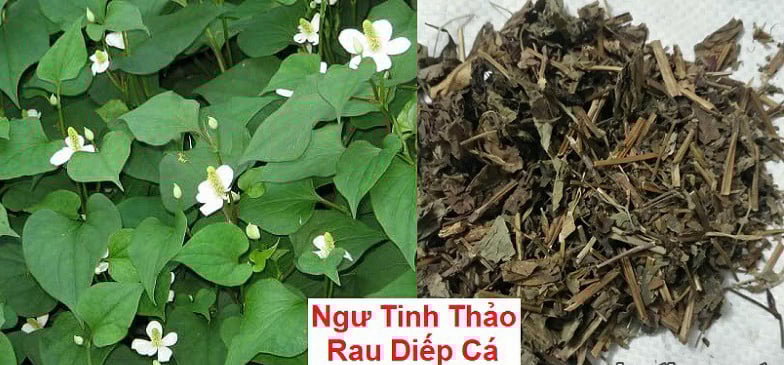 NGƯ TINH THẢO